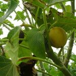 Jatropha curcas Blatt
