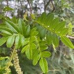 Weinmannia tinctoria Leaf