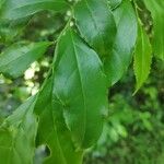 Casearia decandra Hoja