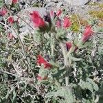 Echium angustifolium Flower