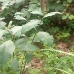 Asclepias variegata 叶