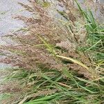 Calamagrostis canescens 花