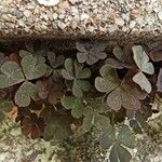 Oxalis corniculata Blatt