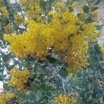 Acacia podalyriifolia Flower
