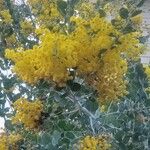 Acacia podalyriifolia Flor