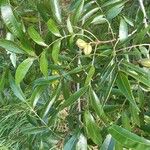 Carya aquatica Liść