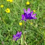 Campanula glomerata Hábito