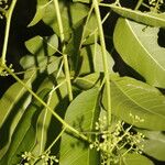 Cedrela odorata Frucht
