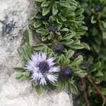 Globularia repens Feuille