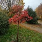 Acer griseum Συνήθη χαρακτηριστικά