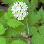 Actaea pachypodaFlower