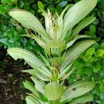 Acanthus mollis Habitus