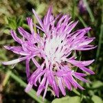 Centaurea jacea Flower