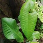 Manilkara obovata पत्ता