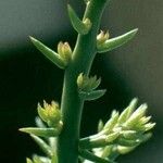 Cylindropuntia leptocaulis Leaf