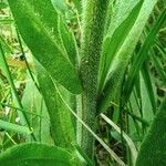 Anchusa officinalis Kabuk