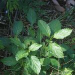 Stachytarpheta jamaicensis Leaf