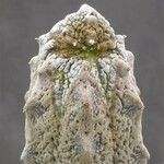 Euphorbia abdelkuri पत्ता