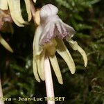 Epipogium aphyllum Fula