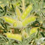 Lupinus digitatus Fruit