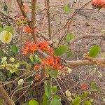 Combretum paniculatumFruchs