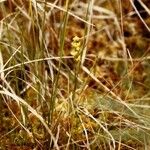 Scheuchzeria palustris Συνήθη χαρακτηριστικά