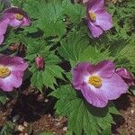 Glaucidium palmatum Blüte