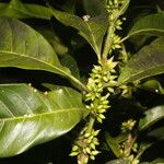 Pouteria caimito Fruit