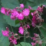 Silene dioicaFlower