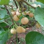 Cordia myxa Fruit