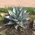 Agave havardiana 叶