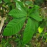 Barringtonia acutangula List