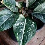 Aglaonema costatum Blatt