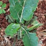 Chaptalia nutans Yaprak