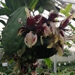 Stanhopea tigrina 花