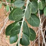 Capparis cartilaginea Leaf