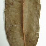 Ficus duartei その他の提案