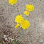 Crepis foetidaBlomst