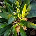 Coelogyne glumacea ശീലം