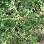 Amaranthus albus Folla