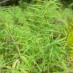 Paspalum repens Hoja