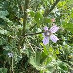 Malva multifloraപുഷ്പം