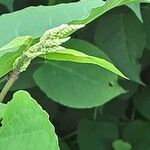 Reynoutria japonica Цвят