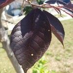 Prunus virginiana برگ