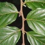 Piparea dentata Leaf