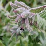 Nonea vesicaria Flor