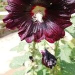 Alcea roseaFlower