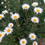 Leucanthemum vulgareBlüte