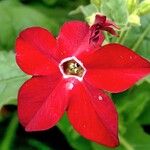 Nicotiana alata പുഷ്പം