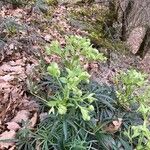 Helleborus foetidus Hoja